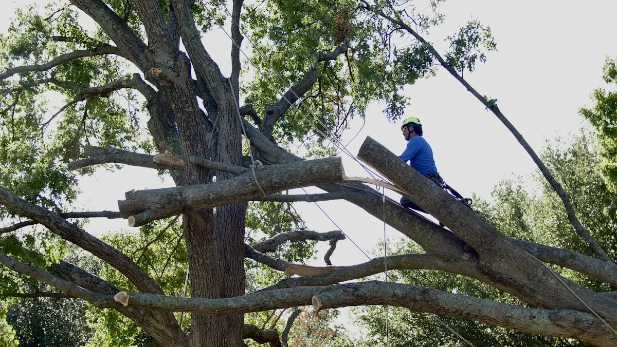 Professional Hazardous Tree Removal performed by certified arborists in Belding