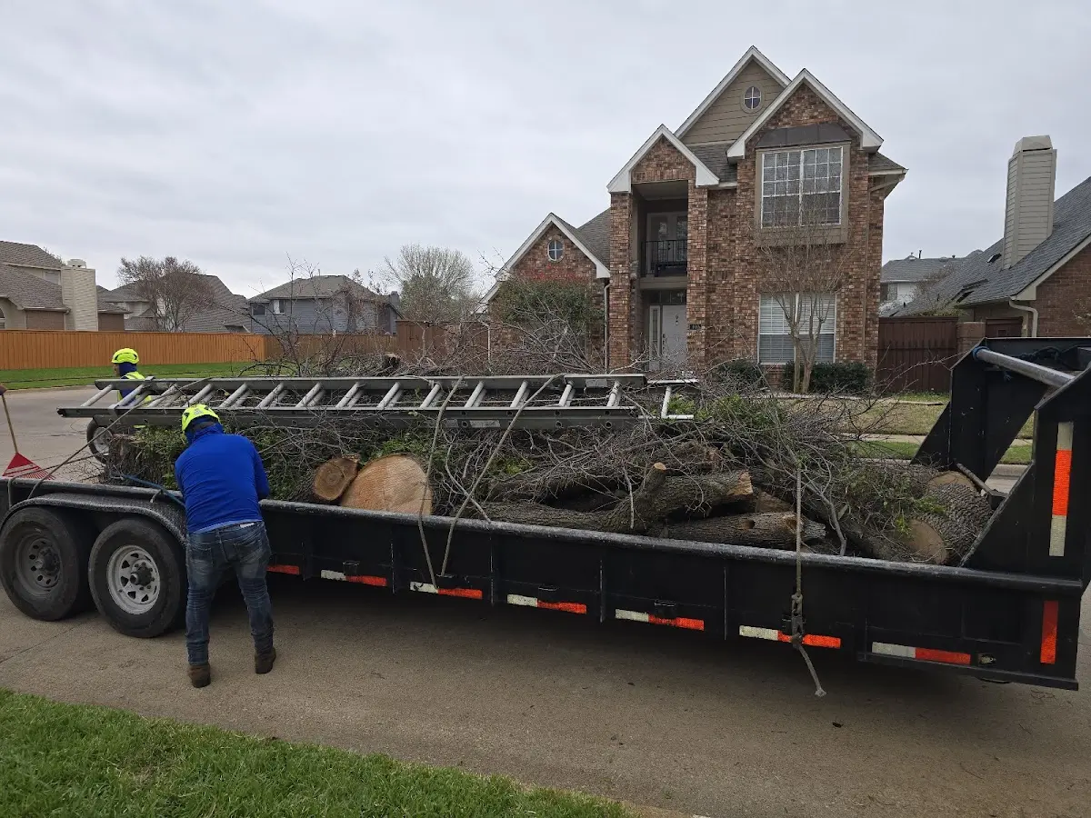 Expert Tree Pest Control with proper safety equipment in Belding